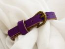 Viola